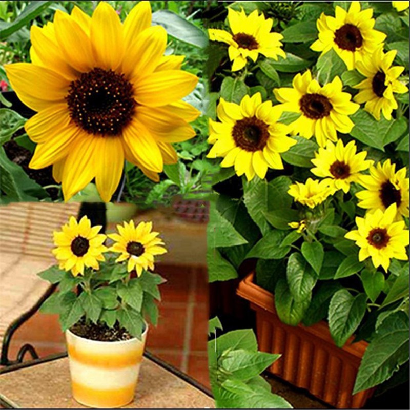 SUNFLOWER Terracotta 15 seeds