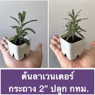 ต้นลาเวนเดอร์ lavender กระถาง 2 นิ้ว มีสายพันธุ์ให้เลือก ปลูกในกรุงเทพ