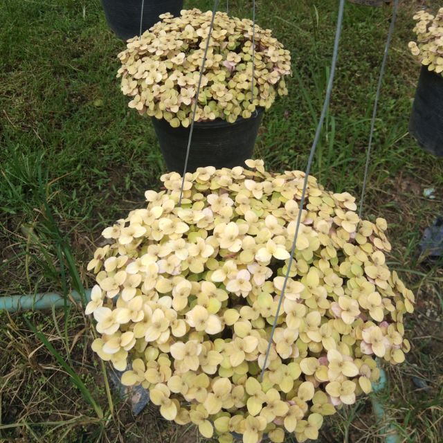 ต้นริบบิ้นชาลีแบบกระถาง 8นิ้ว