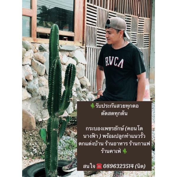 กระบองเพชรยักษ์ หรือ คอนโดนางฟ้า