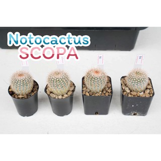 แคคตัส โนโตแคคตัส สโคปา (Notocactus Scopa)