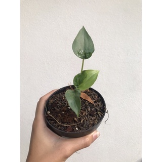 ✅ มีของแถมทุกออเดอร์ - Alocasia Cucullata - กวักใบโพธิ์ด่างเหลือง