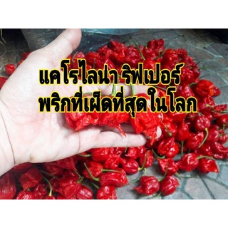เมล็ดพันธุ์พริกที่เผ็ดที่สุดในโลก แคโรไลน์น่า ริปเปอร์ /บรรจุ100เมล็ด/ซองละ80บาท/มีเก็บเงินปลายทาง