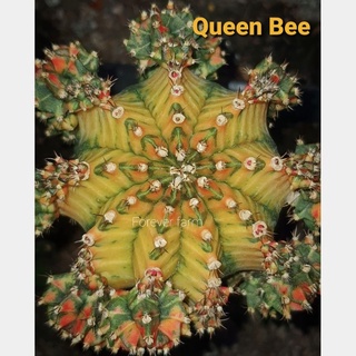 หน่อเด็ดสด แคคตัส ยิมโนด่าง Queen Bee หายาก