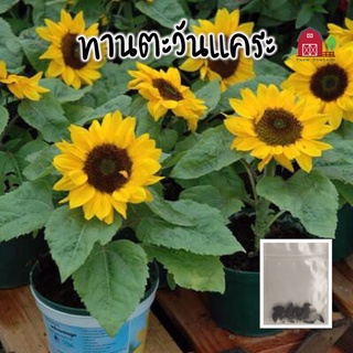 ทานตะวันแคระ เมล็ดทานตะวันแคระ ดอกทานตะวันแคระ ทานตะวันแคระปลูก  15 เมล็ด Dwarf Sunflower Seeds