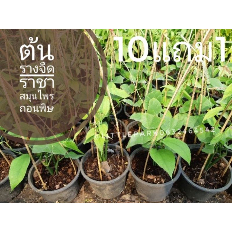 ต้นรางจืด​  ว่านรางจืด​ ยาสมุนไพรไทย​ ล้างพิษ รักษา บำรุง ป้องกัน ฟิ้นฟู ผัดสลัด ดืน กระถาง ปุ๋ย ฟอกอากาศ อภัยภูเบศน์ ไต