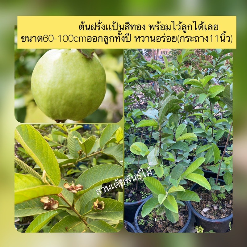 ต้นฝรั่งเเป้นสีทอง พร้อมไว้ลูกได้เลย ขนาด60-100cmออกลูกทั้งปี หวานอร่อย(กระถาง11นิ้ว)