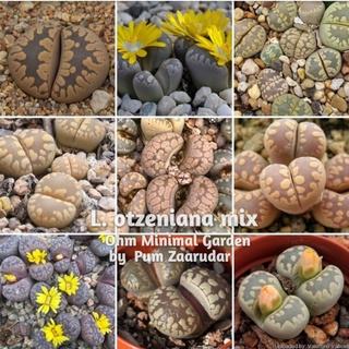 เมล็ด​ Lithops​ otzeniana​ mix เมล็ดแท้นำเข้า​ 10เมล็ด​ by แม่ปุ้ม