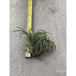 Tillandsia Ionantha - Air Plant ( Per Head only RM3.80 )鲜花/花园/内裤/木瓜/苹果/儿童/帽子/上衣/seeds/手链/ GMWJ