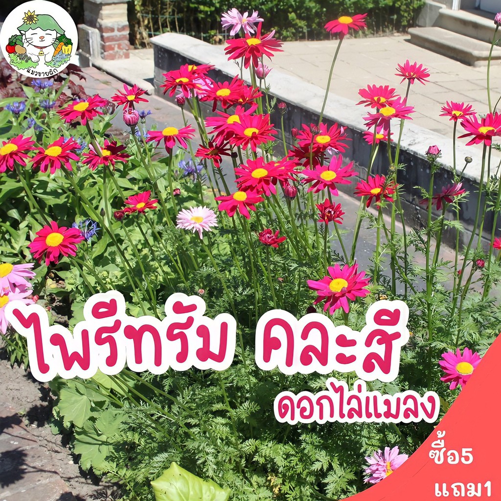 เมล็ดพันธุ์ ไพรีทรัม คละสี 50 เมล็ด ดอกไม้ไล่แมลง Mixed Pyrethrum นำเข้าจากต่างประเทศ ปลูกง่าย ไม่กลายพันธุ์