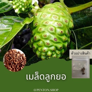 เมล็ดพันธุ์ลูกยอ 5 เมล็ด #ขั้นต่ำโปรดสั่งสินค้าภายในร้าน30บาทขึ้นไป