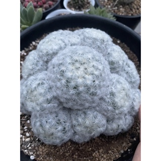 แมมขนนกขาว ( Mammillaria plumosa) กระบองเพชร แคคตัส