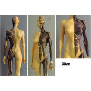โมเดลหุ่นอนาโตมี่ หุ่นแสดงกล้ามเนื้อ ชาย หญิง Human Body Muscle Anatomical Model Medical Teaching Anatomy Model 30cm