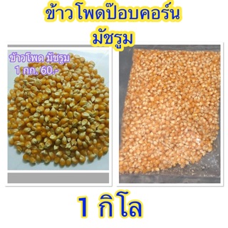 ข้าวโพด ป๊อบคอร์น ดอกเห็ด พันธ์มัชรูม 1 กิโล เมล็ดข้าวโพด