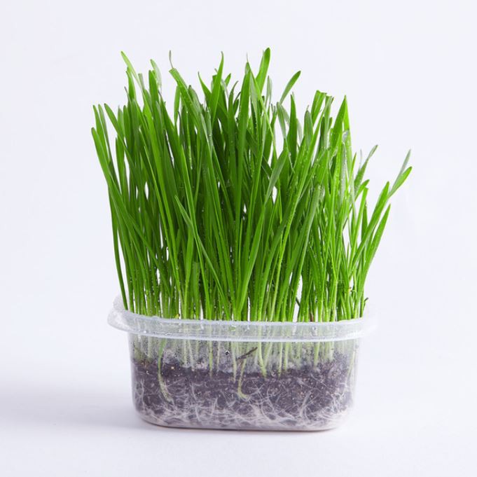 🔥ชุดปลูก ครบชุดพร้อมปลูก ต้นอ่อนข้าวสาลี ออร์แกนิค ปลอดสารเคมี หญ้าแมว🔥 กล่อง - รูปที่ 2