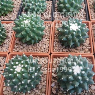 แมมอิรุซามุ mammillaria bucareliensis cv. erusamu