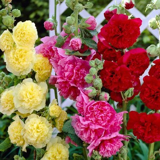 เมล็ด ดอกโฮลลี่ฮ็อคซ้อนคละสี - Mix Double Hollyhock Flower