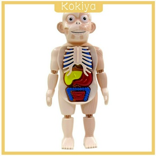 ( Kokiya ) โมเดลร่างกายมนุษย์เสมือนจริง Diy ของเล่นสําหรับเด็ก