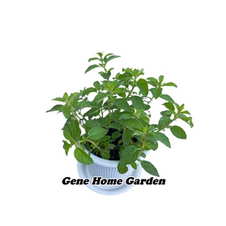 หญ้าหวาน Stevia ขนาดกระถาง 4 นิ้ว #หญ้าหวาน  #สมุนไพรฝรั่ง #GeneHomeGarden
