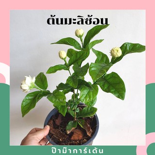 [JDX93R ลด 20 % ลดสูงสุด 40-] ต้นมะลิซ้อนในกระถาง 5-6 นิ้ว พร้อมตั้ง