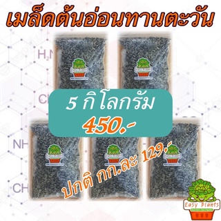 🔥ขายดีที่สุดอันดับ 1🔥 แพ๊ค 5 กก. เมล็ดต้นอ่อนทานตะวัน ลายไทย สำหรับเพาะต้นอ่อน อัตราการงอก99%