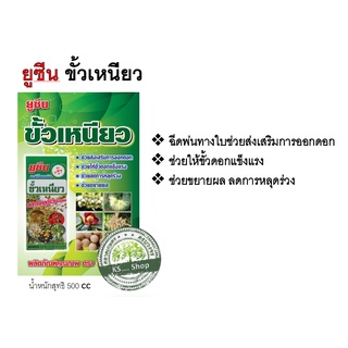 ยูซีนขั้วเหนียว ดอกดก ลดการหลุดร่วง