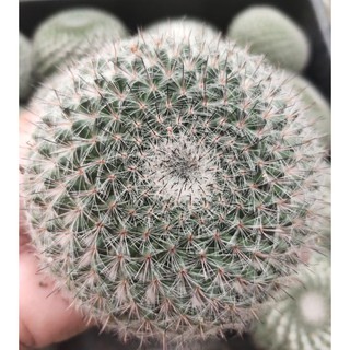 (ใส่โค้ดMAID317 ลดเพิ่ม 15%)Mammillaria Hahniana ฮาห์เนียนา แมมแม่เฒ่า