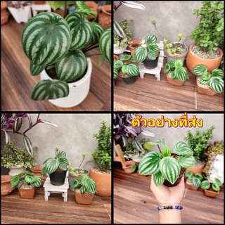 (1กระถาง) ต้น เปเปอร์แตงโม Peperomia argyreia   ไม้ฟอกอากาศ ต้นเปเปอร์แตงโม สวนนายนนท์