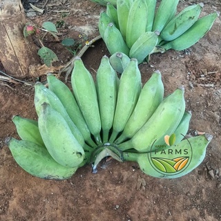 🍌กล้วยน้ำว้าดิบ (3 หวี) กล้วยน้ำว้าปลอดสารเคมี สดจากสวนเชียงราย กล้วยน้ำว้า ออแกนิคแท้ 100%