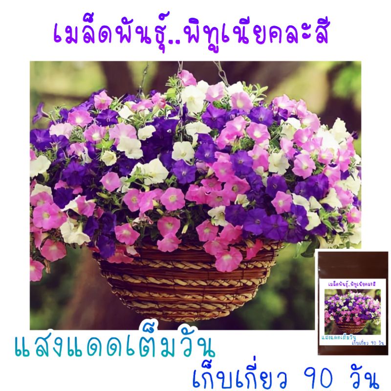 ดอกพิทูเนียคละสี 1,000 เมล็ด