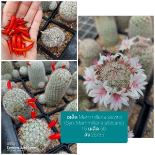 เมล็ด Mammillaria fraileana 100s