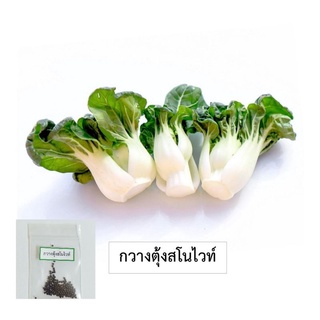 🌱เมล็ดกวางตุ้งสโนไวท์ 100 เมล็ด (ซื้อ10แถม1 คละได้)🌱