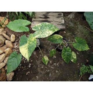 Alocasia gageana aurea บอนหูช้างด่างเหลือง