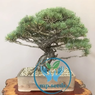 เมล็ดสนขาวญี่ปุ่น10เมล็ด/20เมล็ด เมล็ดใหม่ปี ต.ค. 2023***ศึกษาวิธีเพาะได้ในรายละเอียดสินค้า***