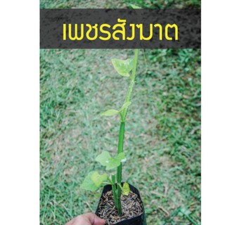 เพชรสังฆาต ดูแลริดสีดวงทวาร ชุดสำหรับปลูก รากเดินพร้อม