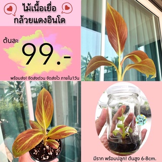 1แถม1🌱กล้วยแดงอินโด กล้วยแดงสยาม ไม้เนื้อเยื่อ พร้อมส่ง‼️ภายใน 1วัน🪴