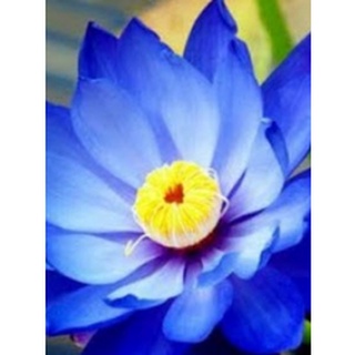 เมล็ดบัวสีน้ำเงิน (Blue Waterlily)  5 เมล็ด