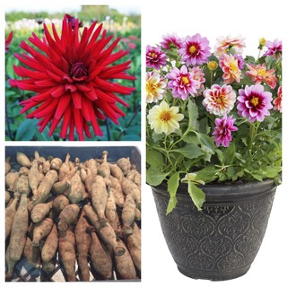 รักเร่ Dahlia สายพันธุ์ Cactus Doris Day นำเข้าจากเนเธอร์แลน หัวสดใหม่ 1 หัว/ออเดอร์