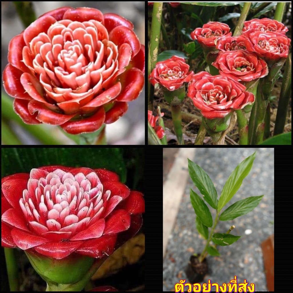 ดอก ต้น หน่อ เหง้า ดาหลา ดาหลากุหลาบ สยาม ต้นดาหลา ดอกดาหลา กาหลากุหลาบ สีแดง Siam rose Rose of Siam torch ginger / Sao