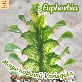 [ยูโฟเบียมยุรนาถธานิอายด่าง] Euphorbia Mayurnathanii Variegata ส่งพร้อมกระถาง แคคตัส Cactus Succulent Haworthia