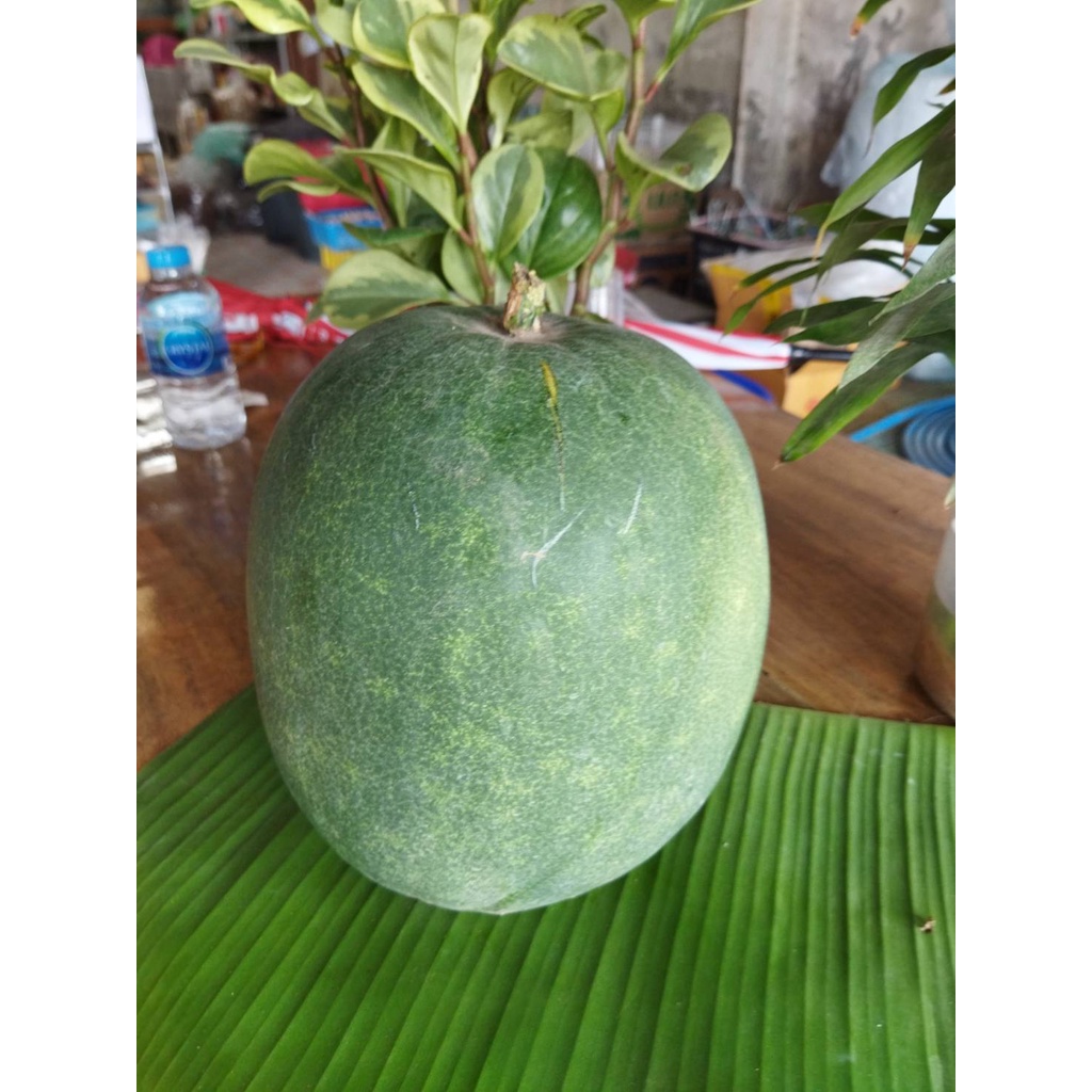 ฟักหม่น ฟักเขียว ฟักหอมหรือฟักป้อมมีทั้งแบบลูกสั้นและลูกยาว ทำอาหาร แกงก็อร่อย สดจากสวนธรรมชาติไม่มีสารพิษ 1ลูกประมาณ3กก - รูปที่ 2