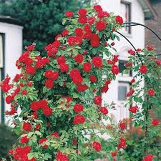 เมล็ดพันธุ์ กุหลาบเลื้อย กุหลาบ สีแดง 100 เมล็ด Red Rose Seed เมล็ดพันธุ์แ