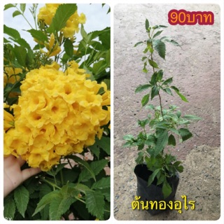 “ทองอุไร” ไม้พุ่มดอกสดสวยยอดนิยม