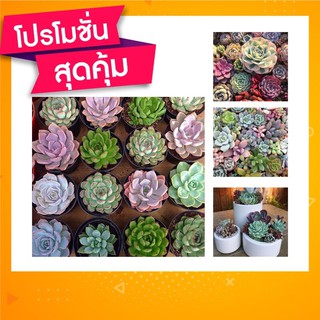 🇹🇭โปร2แถม1✨เมล็ดพันธุ์กุหลาบหิน ต้นไม้อวบน้ำ☘️Buy2get1Free🍀