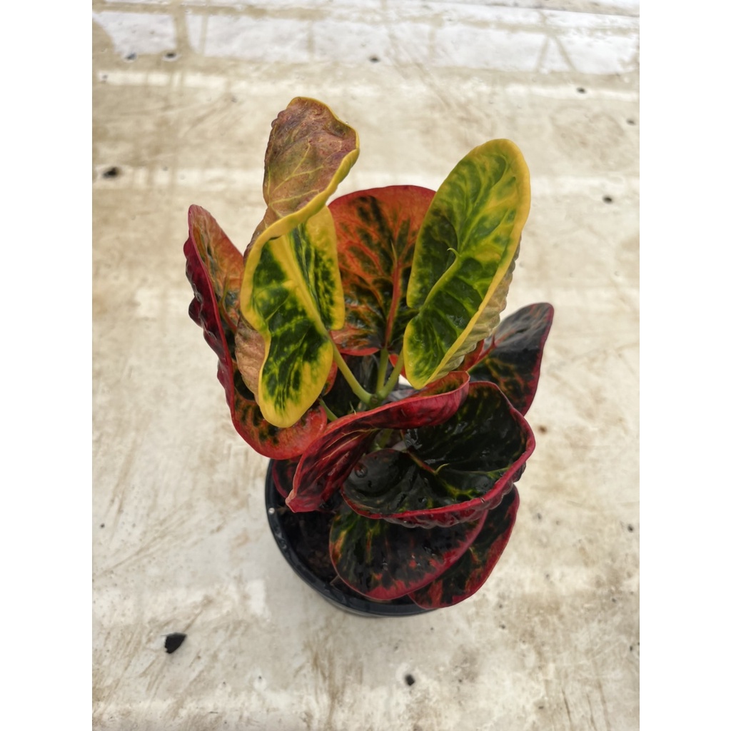 มุมมอง 4