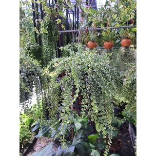 ต้นเดฟ หัวใจล้านดวง หัวใจล้านดวงด่าง Dischidia ruscifolia million hearts variegated
