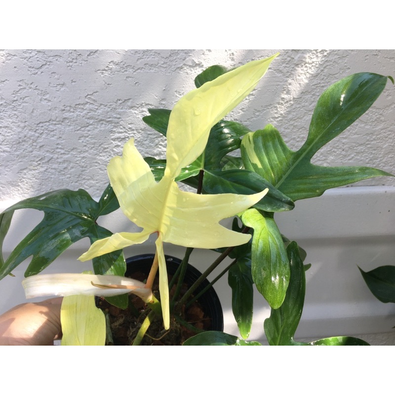 อัพเดท‼️ Philodendron Florida Ghost Mint ติดด่าง ก้ามกุ้งโกสต์มิ้น💚