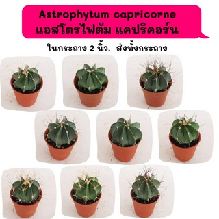 Astrophytum capricorne แอสโตรไฟตัม แคปริคอร์น ไม้เมล็ด cactus กระบองเพชร แคคตัส กุหลาบหิน พืชอวบน้ำ