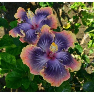 เมล็ดพันธุ์ชบาไต้หวัน เดย์ ดรีม (Day Dream Taiwan Hibiscus Seed )บรรจุ 10 เมล็ด ของแท้ คุณภาพดี นำเข้าจากต่างประเทศ