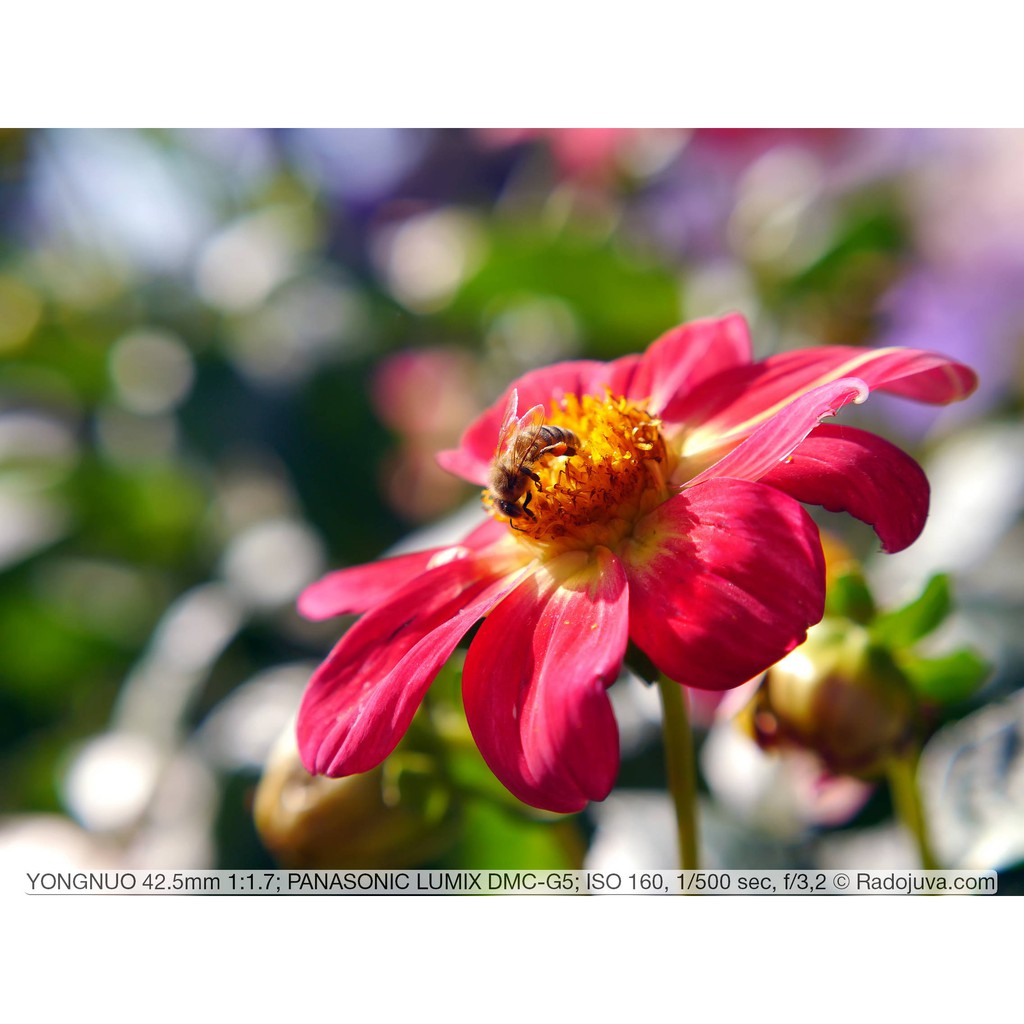 📷 เลนส์ ออโต้โฟกัส ⚡️YN 42.5mm f1.7 ของแท้ รุ่น2 ( Yongnuo YN 42.5 f 1.7 STM MK2 )